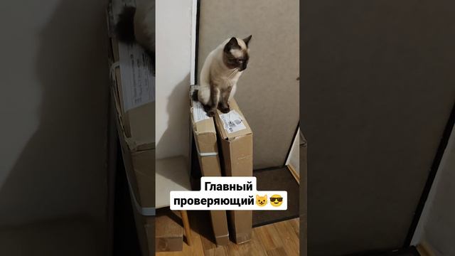 Главный проверяющий 😺😎