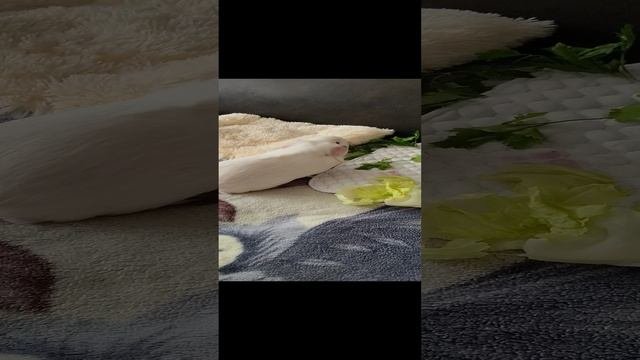 Свинки морские.