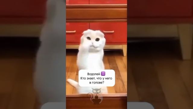 Ведущая 89653600129