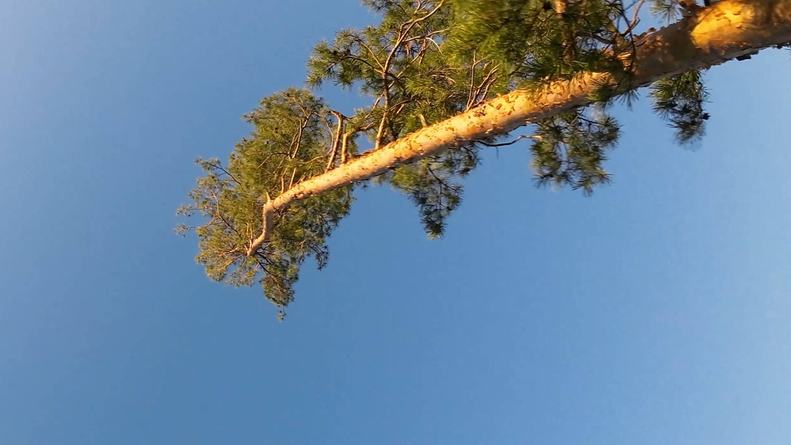 Inverted orbit, Trippy Spin #FPV