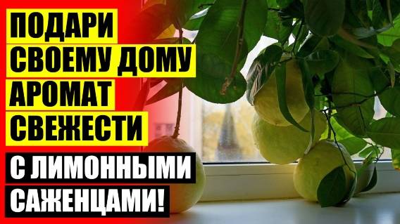 👍 Как сажать лимон ❕ Лимонное дерево купить спб