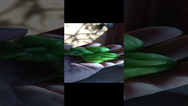 перцы хабанеро