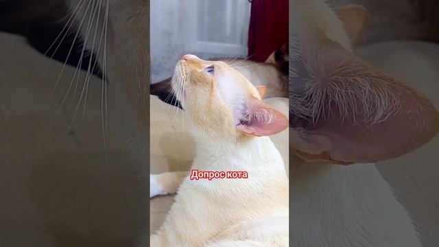 #shorts Мой Антистресс  Смешные видео. Приколы с животными#приколы #юмор #смешныевидео