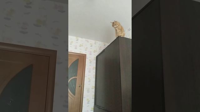 КОТ МЕЙНКУН ПРЫГАЕТ СО ШКАФА!