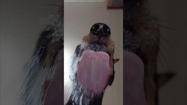 Чарлик любитель сметаны.mp4