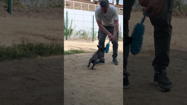 Как я выбирал щенка малинуа #малинуа #щенок #malinois #puppy