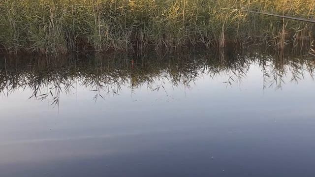 Бешенный клев КАРАСЯ на поплавок. Много рыбы