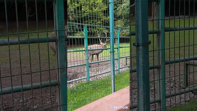 Олень застрял в заборе в Кавказском заповеднике