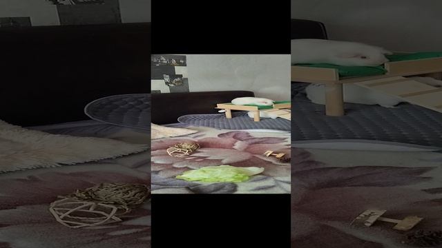 Морские свинки