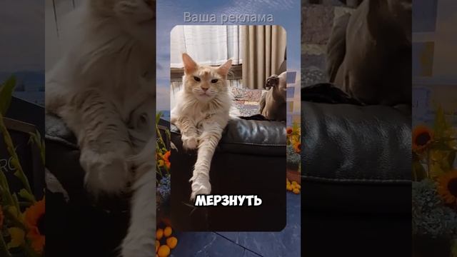 Animal jokes | Viral videos | With VOICE acting | Funny Cats | Funny videos | #cat #trending