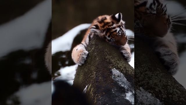 Маленький Амурский тигрёнок 🧡