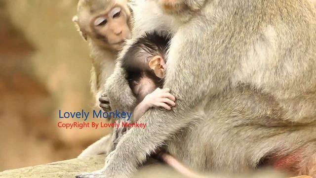 Mom Jane Is Very Perfect Mom Keep Good Job Take Care Baby Jody With Soft Touch Grooming and Carry.