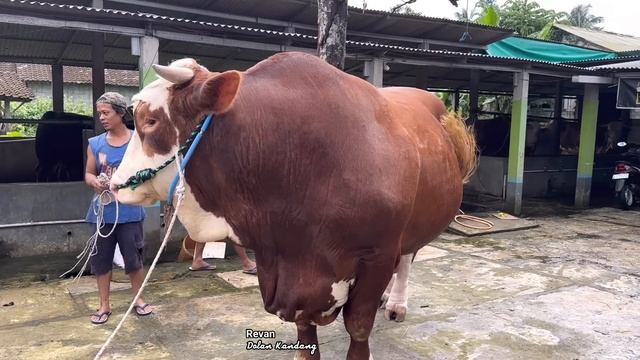 SAPI RAKSASA JOKER DI TUKAR GAJAH? mengantar subcriber dari RIAU 🔥🔥