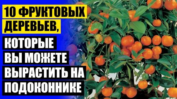 🔵 КУПИТЬ САЖЕНЦЫ ДЕРЕВЬЕВ 💯 ДОМАШНЕЕ ДЕРЕВО В ГОРШКЕ В ДОМАШНИХ УСЛОВИЯХ ЗИМОЙ 🔴