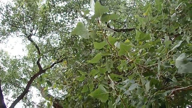 2020 Tree of the Year France - The Pouplie