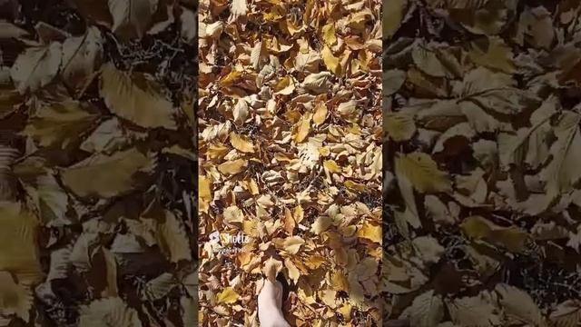 🍁🍂