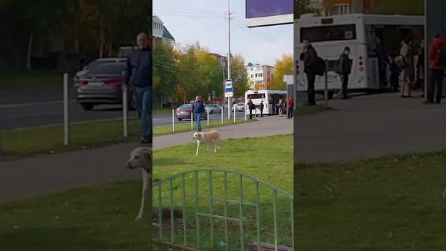 в Сургуте те, кого звуки сирен в нашем городе никогда не оставляют равнодушными