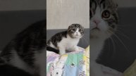 Классный вислоухий котёнок .mp4