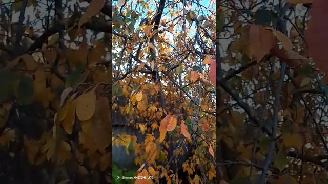 осенью