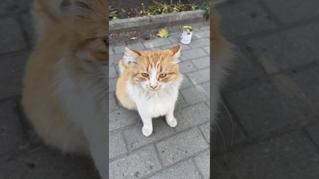 Очень ласковый мальчик сидит один в парке! Становится на задние лапки и просит чтобы его гладили 🥺