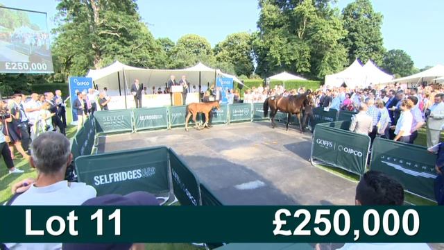 Goffs London Sale 2017