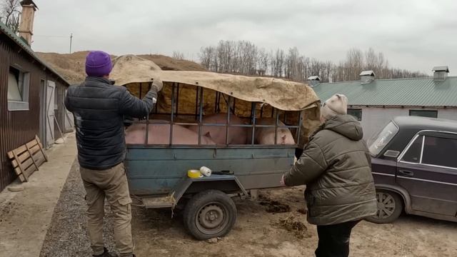 БАБУШКА НА РЕЙНДЖ РОВЕРІ  КУПИЛА   ПІВ ТОНИ СВИНЕЙ. ВСЕ ДЛЯ ВНУКА, Рустама і Русіка тоже забирає 🤯