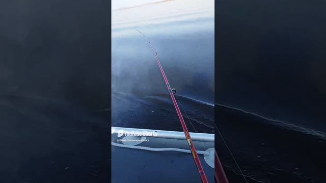 Аргази троллинг 1 октября