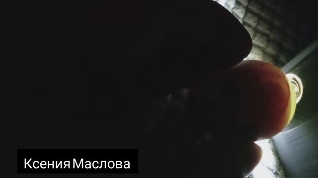 Овоскопирование перепелиного яйца. Зарождение новой жизни .mp4