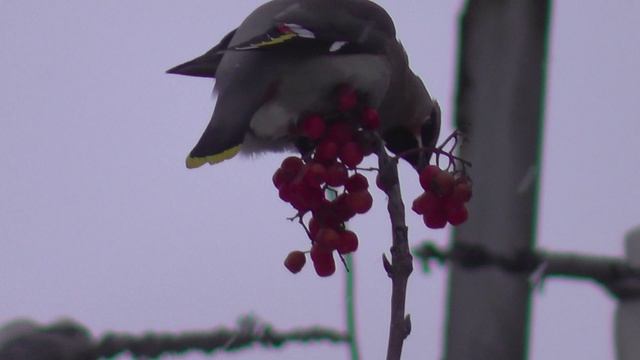 Свиристель клюёт рябину на дереве. Птицы Новосибирской области.