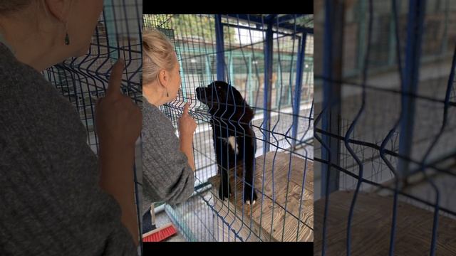 1 октября - День черных собак. В приюте Поводог Сочи есть пес по кличке Черный, он ждет хозяев