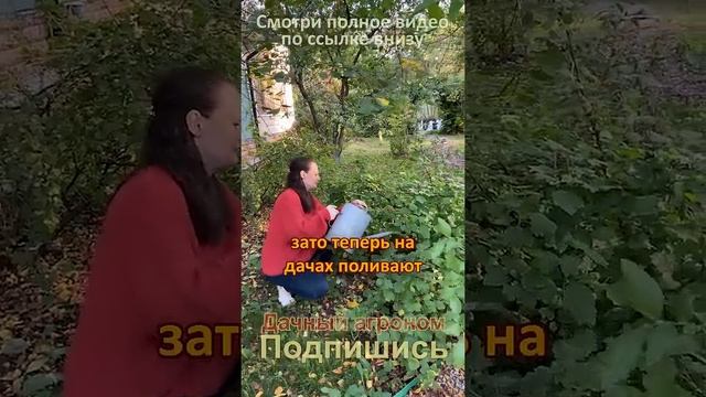 ЗАЧЕМ смородина на даче?