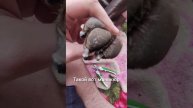 Педикюр для собак. Как правильно стричь когти щенкам #щенок #собака #курцхаар #дратхаар #дрессировка
