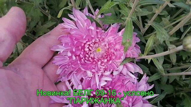 Продолжение обзора корейской хризантемы от 15 09 24. Часть 2
