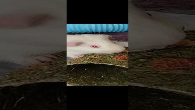 Морские свинки