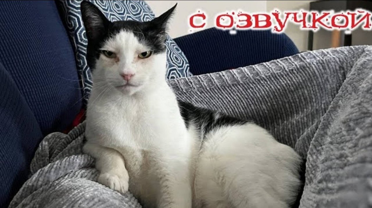 Приколы с котами С ОЗВУЧКОЙ - Смешные коты и собаки Самые смешные животные 2024