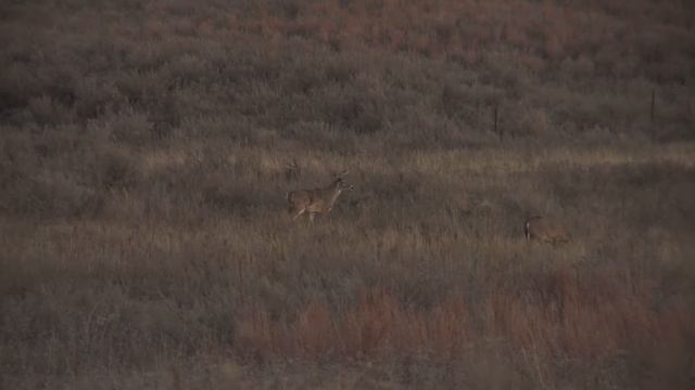 Winchester Life - Last Night in Texas: Whitetail Hunt Part Three Teaser