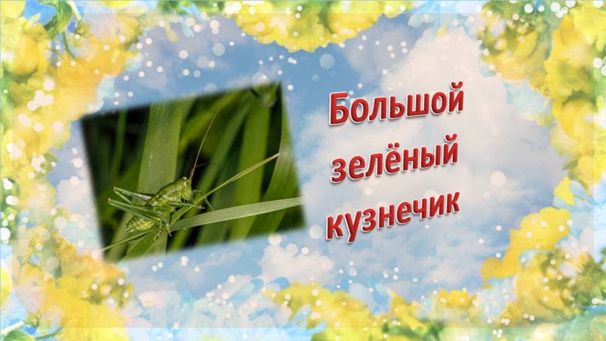 Большой зелёный кузнечик