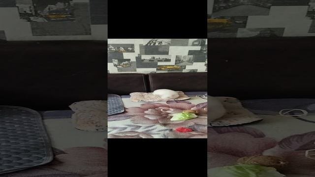Поросята
