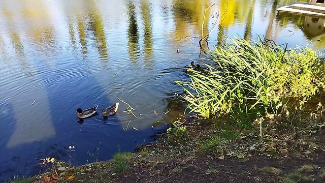 Осень у нас на дворе и утки наслаждаются спокойствием пруда 🍂🦆