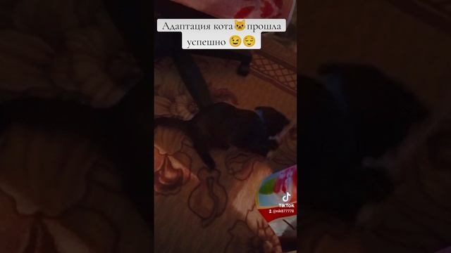 Кот 🐱адаптировался🤪