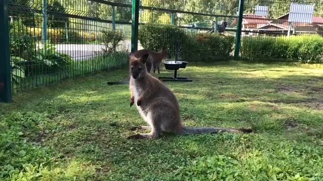 Кенгурёнка Кроша украли из ярославского зоопарка.