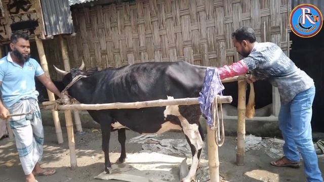 27 October 2022how to cow pregnancy test । first time pragnancy test RIT cow treatment