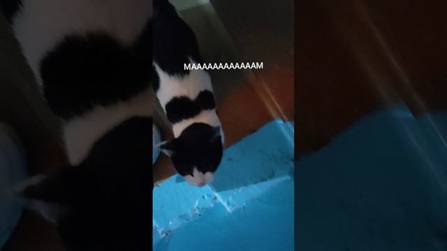 Кошка поёт