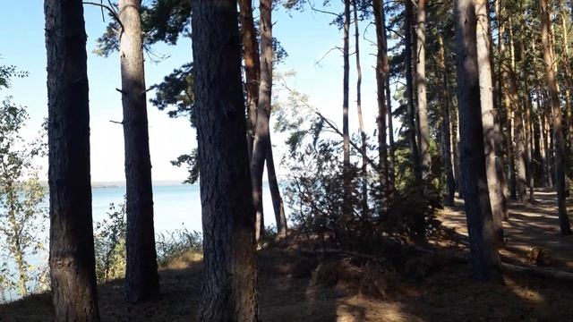 Осенний лес 🏕🌲🌄 Краски осени 🏕😎🏞Помощь каналу!!!   89518610756 Сбербанк