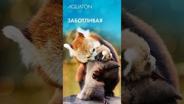 AQUATON – Какая ты панда?