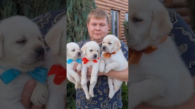 ⚜️ДИОИНИС ПРАЙД⚜️ Есть свободные щенки!!! ❤️🐶🤗 От очень шикарных родителей 🐶❤️🐶💯🥇🏆