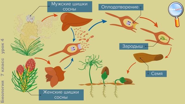 Голосеменные и покрытосеменные растения. Биология 7 класс. Ботаника.