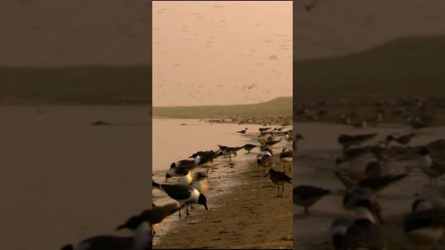 Чайки, выхватывая добычу из воды, показывают свою удивительную ловкость и координацию