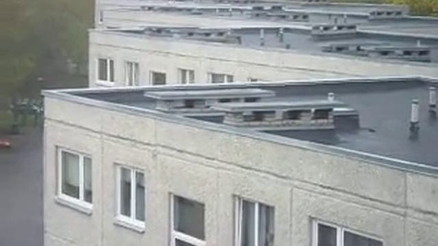 Стрижи