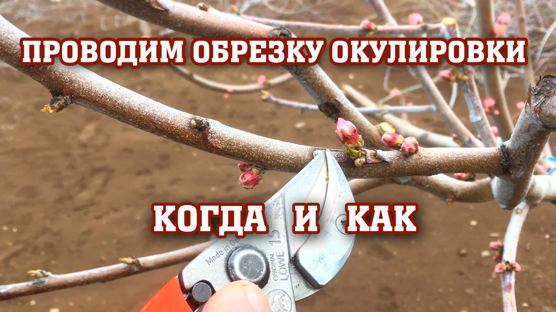 Все секреты об окулировке персика !!!